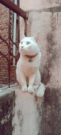 Male Cat Blue Eyes