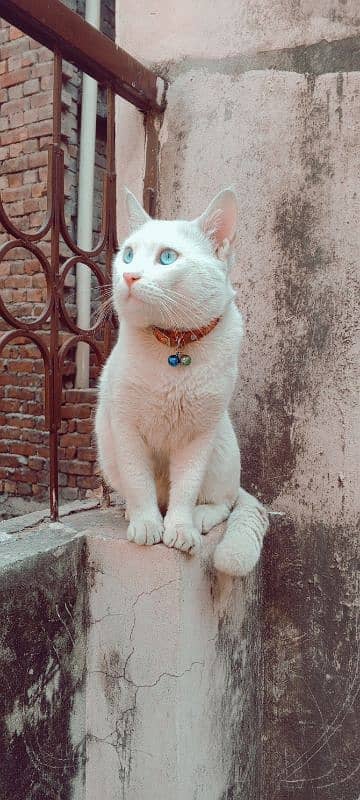 Male Cat Blue Eyes 0