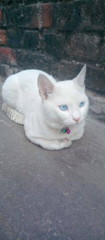 Male Cat Blue Eyes 2