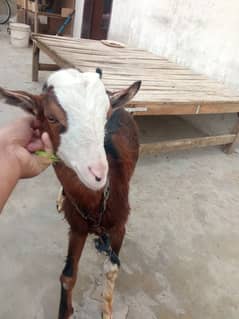 teddy goats