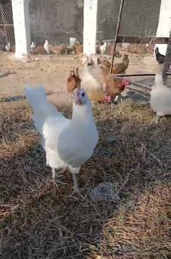 Golden Misri hens for sale 100 piece