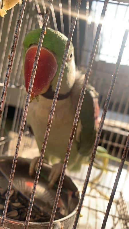 RAW PARROT MALE 10