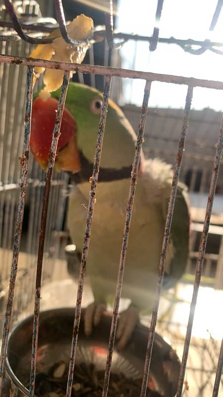 RAW PARROT MALE 11