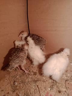 3 White silkie chicks for sale