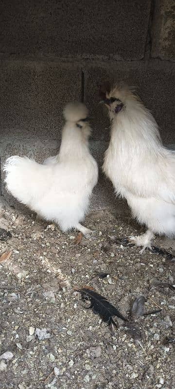 salkii Pair for sale 1