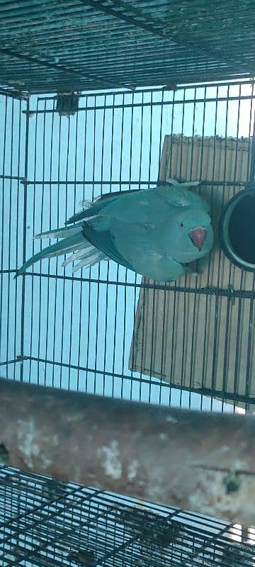 Blue Ringneck Female Breeder| Suncoure chick 0