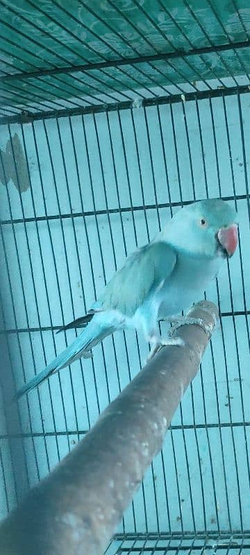 Blue Ringneck Female Breeder| Suncoure chick 1