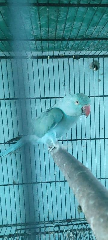 Blue Ringneck Female Breeder| Suncoure chick 2