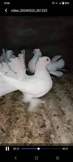 Beautiful pigeons