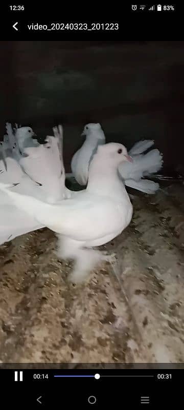 Beautiful pigeons 0