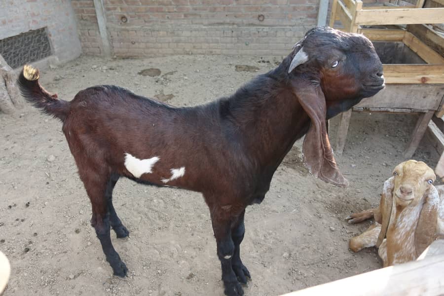 Goats for Sale - بکرے بکریاں چھترے 1