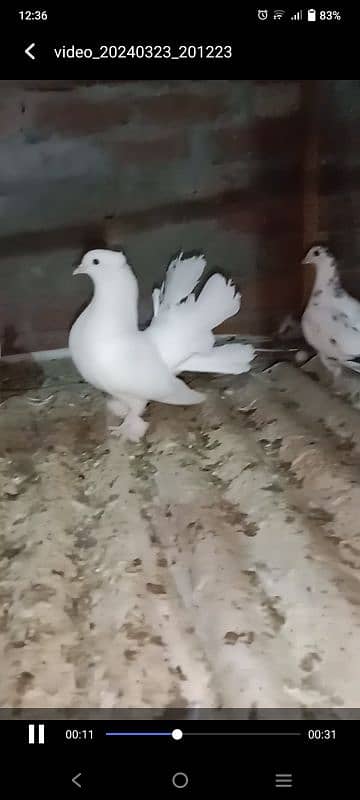 Beautiful pigeons 1