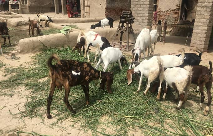 Goats for Sale - بکرے بکریاں چھترے 2