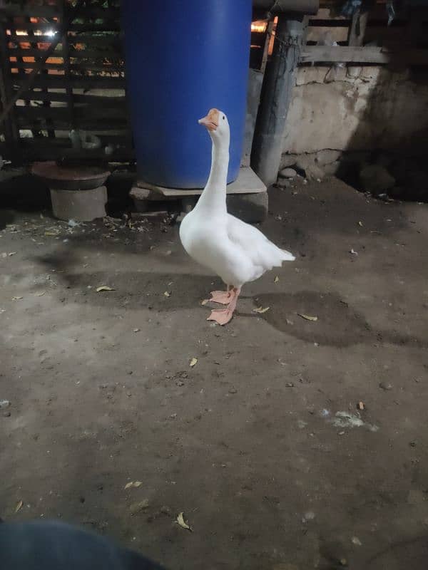 milky white long nack duck 1