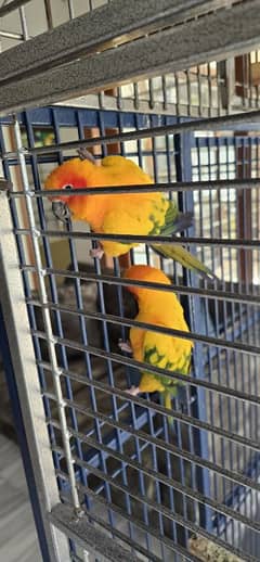 sunconure