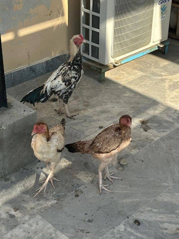 Aseel Hens For Sale 0