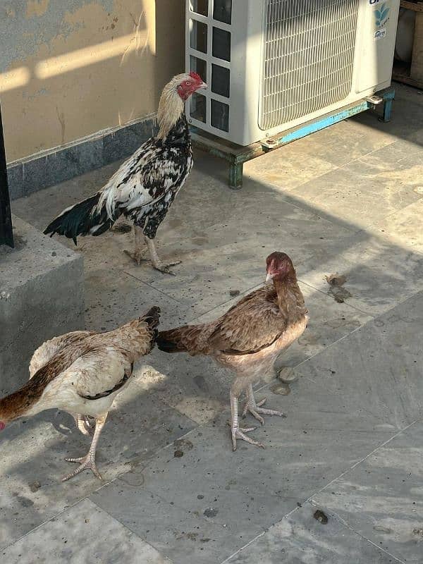 Aseel Hens For Sale 2