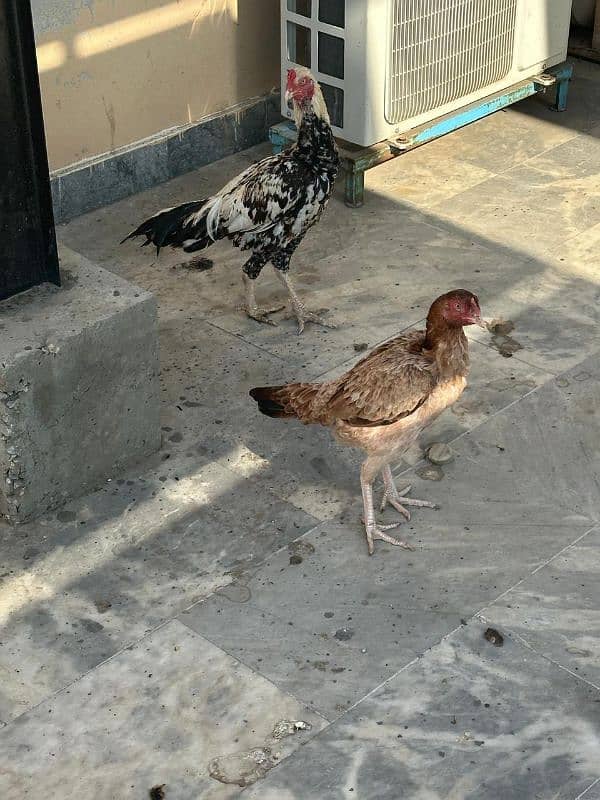 Aseel Hens For Sale 6