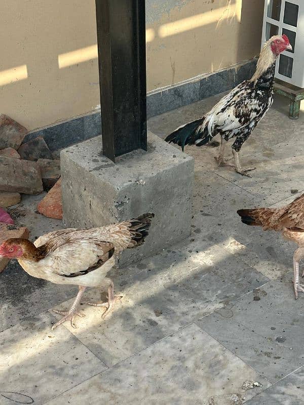 Aseel Hens For Sale 7