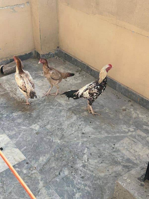 Aseel Hens For Sale 8