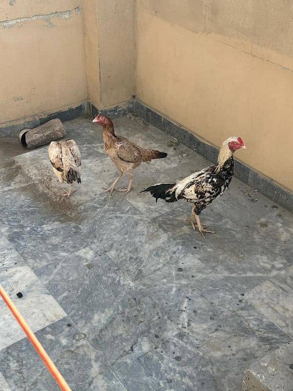 Aseel Hens For Sale 9