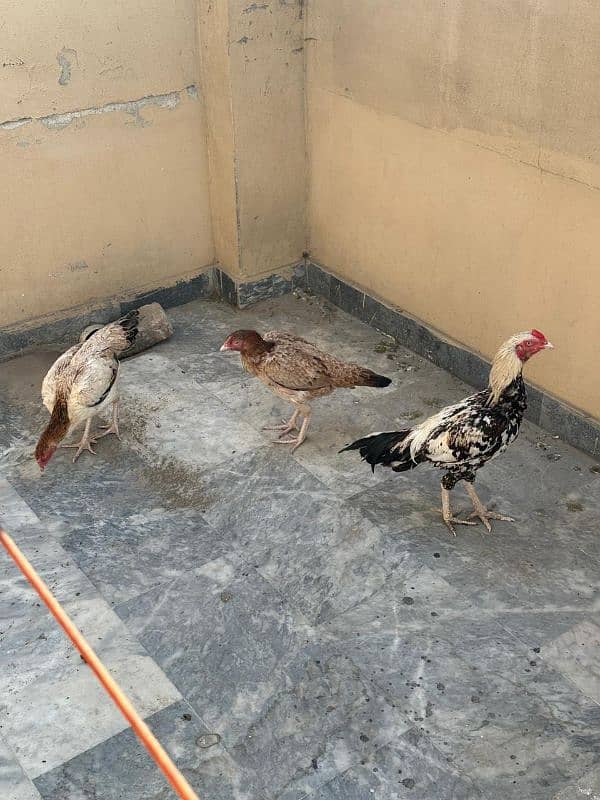 Aseel Hens For Sale 10