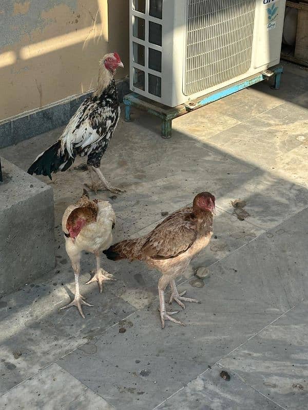 Aseel Hens For Sale 12