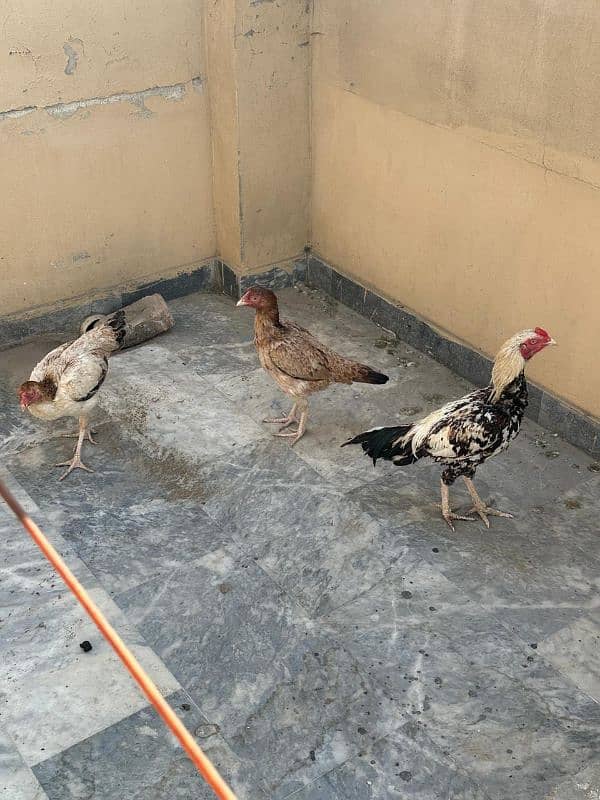 Aseel Hens For Sale 13