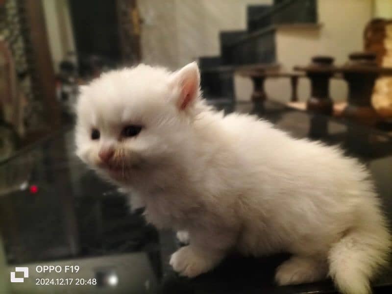 Persian Kittens Available 0