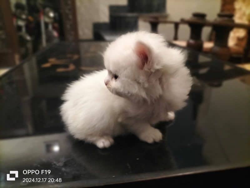 Persian Kittens Available 1