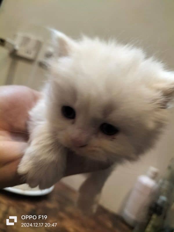 Persian Kittens Available 2