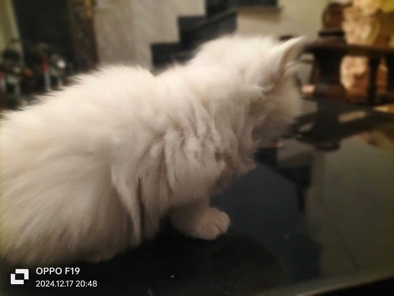 Persian Kittens Available 3