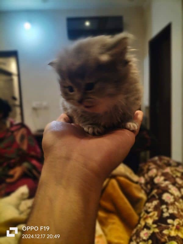 Persian Kittens Available 5