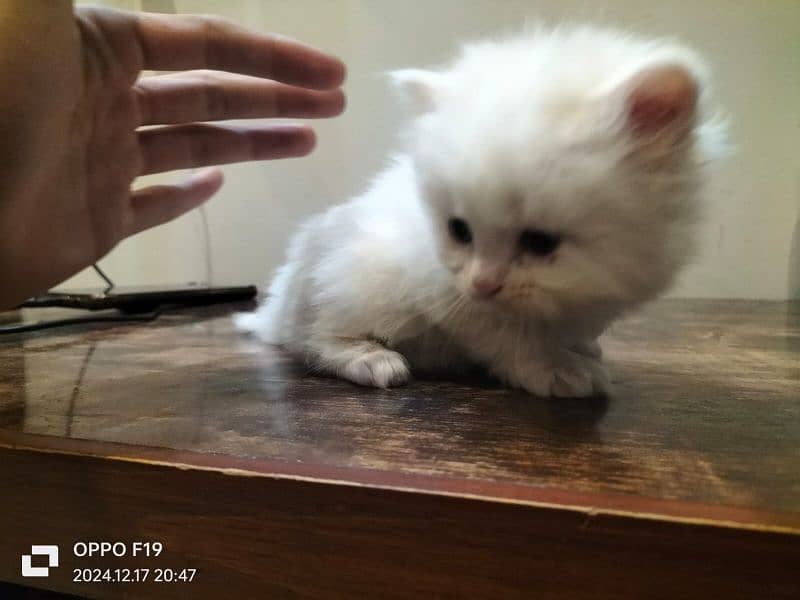 Persian Kittens Available 6