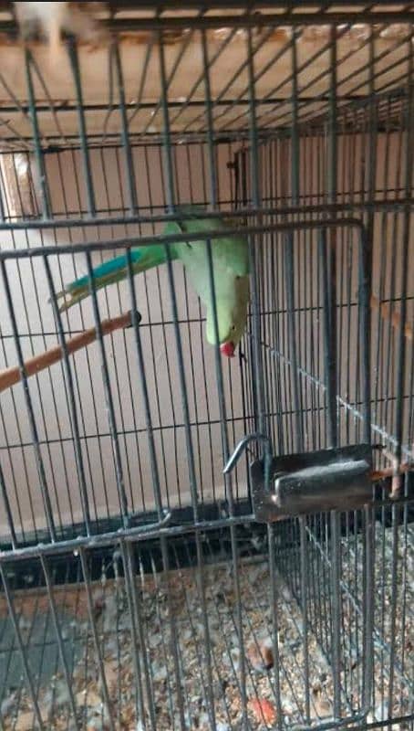 green female parrot 0