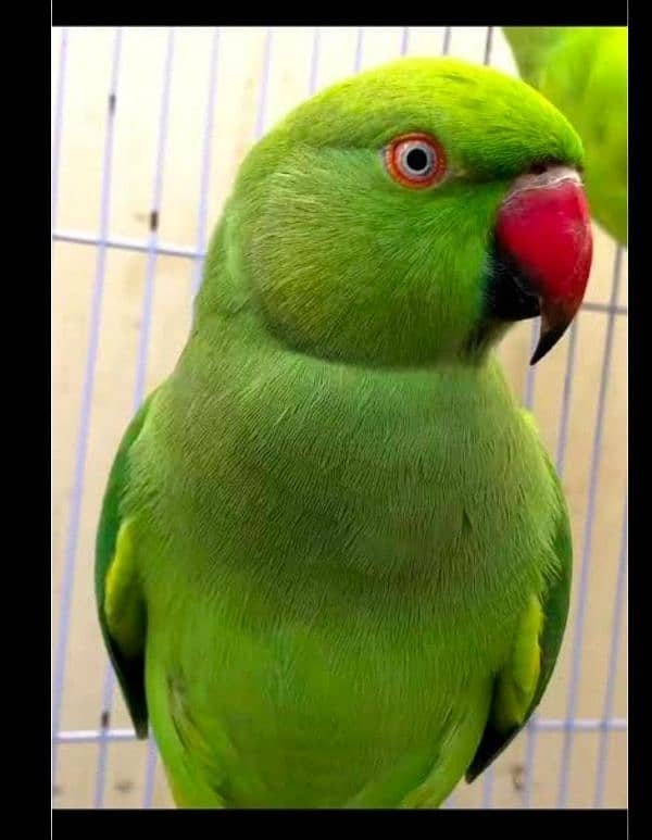 green female parrot 1