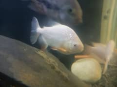 albino pacu and chiclids