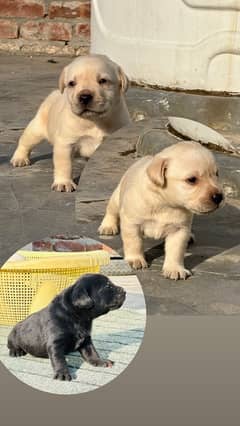 1 month labra puppies sale 35 female male 30