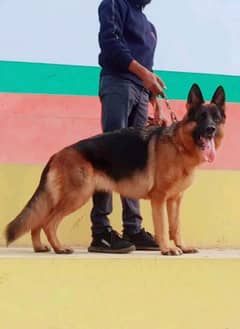 German shepherd  confirm breeder female for sale