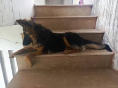 pure German Shepherd female dog