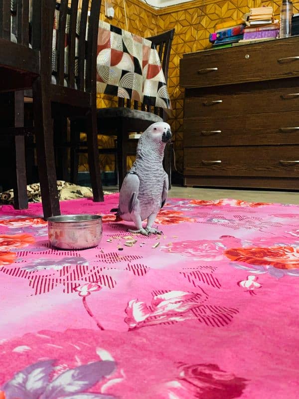 African grey parrot chik 03262134833 3