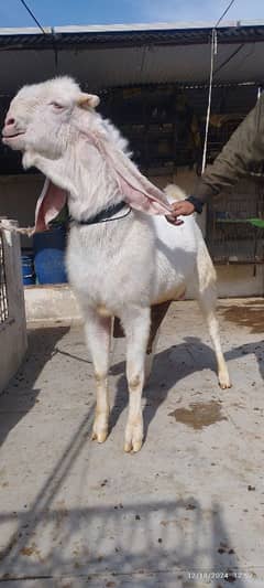 Gulabi Breeder Bakra