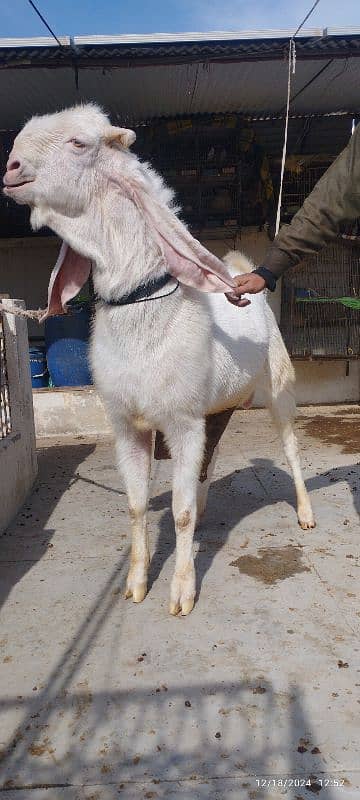 Gulabi Breeder Bakra 0