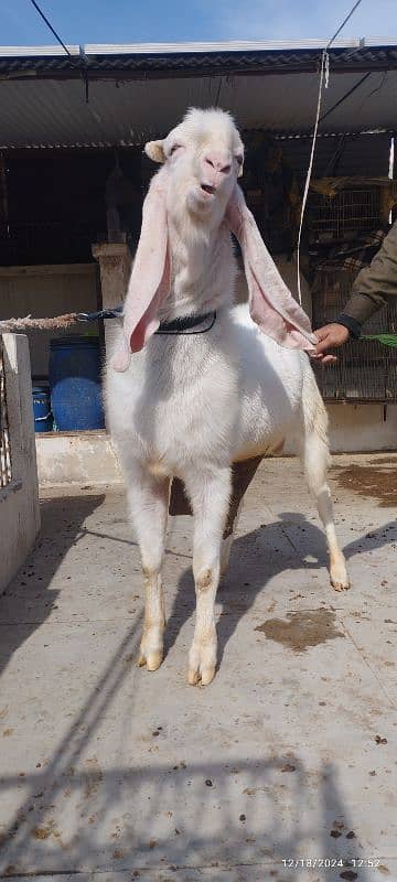 Gulabi Breeder Bakra 1