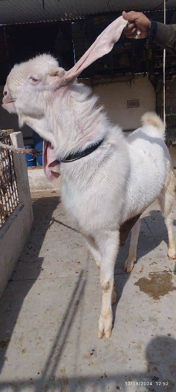 Gulabi Breeder Bakra 2