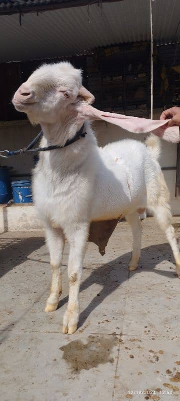 Gulabi Breeder Bakra 4