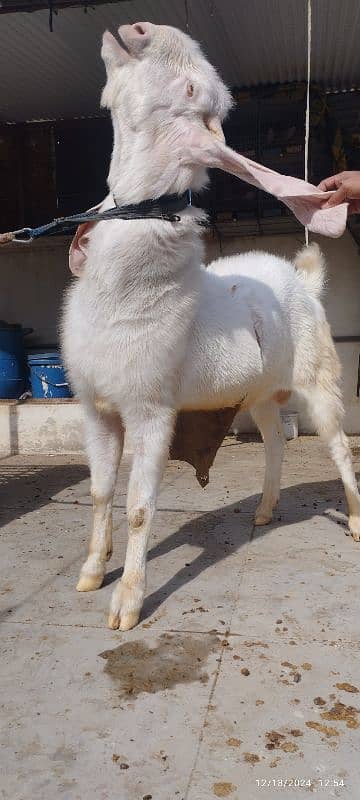 Gulabi Breeder Bakra 5