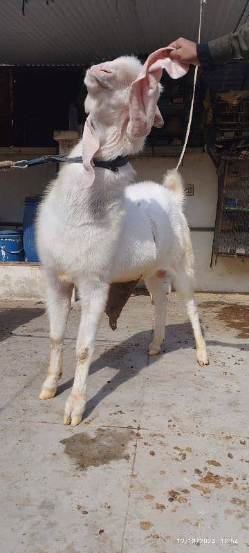 Gulabi Breeder Bakra 8