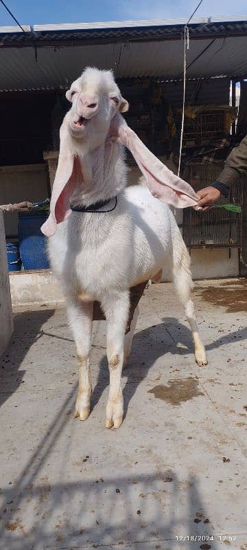 Gulabi Breeder Bakra 9