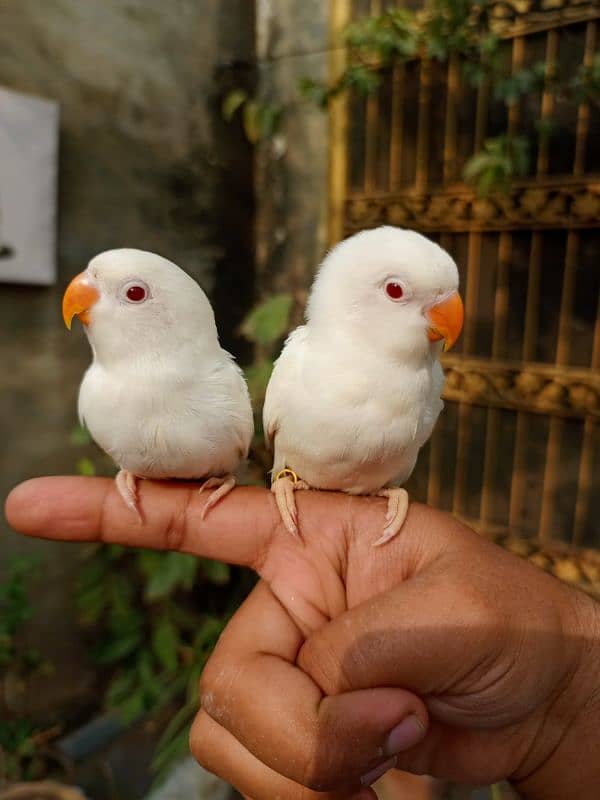 Hand tame love bird baby conure chicks cocktail parrot 0